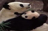 San Diego Zoo Tour